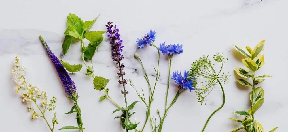 Predarea directă și modelul Rosenshine