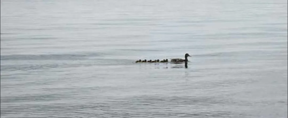 Prima zi de școală în câteva gânduri