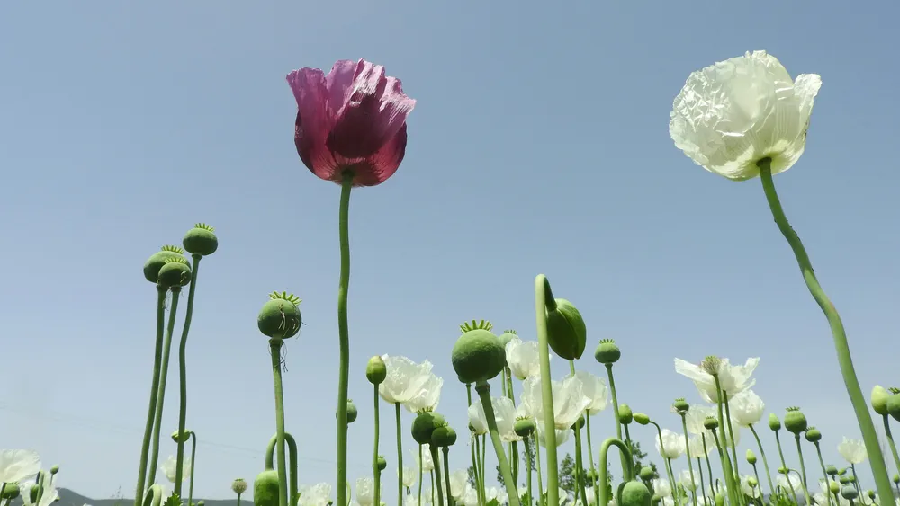 O metodă cu beneficii puternice și durabile - feedbackul înțelept