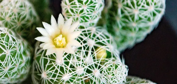 Despre școli și evenimente globale - opinie rapidă