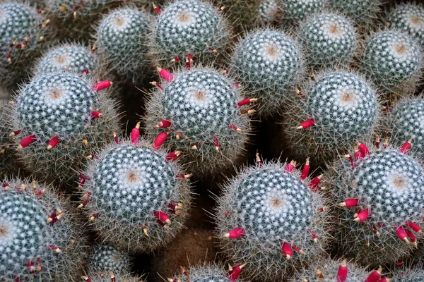 Pledoarie pentru o școală vie - opinie rapidă